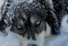 Bild von Labrador bilder fürs handy