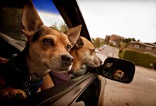 Bild von Langhaar Hunde bilder fürs handy