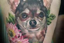Bild von Langhaar Terrier Rassen bilder fürs handy