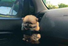 Bild von Langhaarige Hunde bilder fürs handy