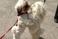 Bild von Laufhund Repräsentative Arten bilder fürs handy
