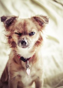 Liste Kleine Hunderassen 217x300 - Lustige Geburtstagsbilder Mit Hunden Für Facebook