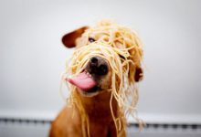 Bild von Lockiger Hund bilder fürs handy