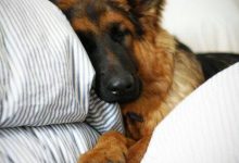 Bild von Lustige Bilder Hunde Für Facebook bilder fürs handy