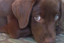 Bild von Lustige Bilder Hunde Kostenlos bilder fürs handy