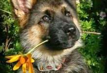Bild von Lustige Bilder Hunde Kostenlos Herunterladen bilder fürs handy