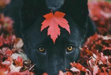 Bild von Lustige Bilder Hundebabys bilder fürs handy