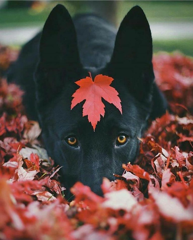Lustige Bilder Hundebabys