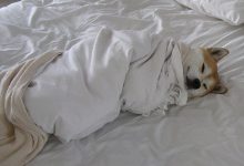 Bild von Lustige Bilder Mit Hunden Für Facebook bilder fürs handy
