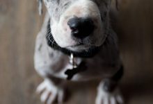Bild von Lustige Bilder Mit Hunden Kostenlos bilder fürs handy