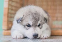 Bild von Lustige Bilder Von Hunden Für Facebook bilder fürs handy