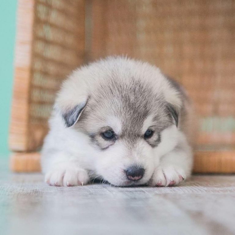 Lustige Bilder Von Hunden Für Facebook
