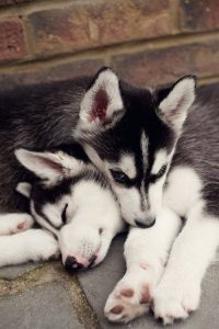 Lustige Bilder Von Hunden Kostenlos 200x300 - Lustige Bilder Von Hunden Für Facebook
