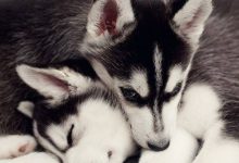Bild von Lustige Bilder Von Hunden Kostenlos bilder fürs handy