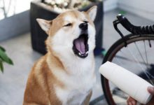 Bild von Lustige Geburtstagsbilder Hunden bilder fürs handy