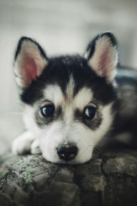 Lustige Geburtstagsbilder Hunden Für Facebook 200x300 - Hundewelpen Rassen Bilder Kostenlos
