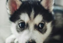 Bild von Lustige Geburtstagsbilder Hunden Für Facebook bilder fürs handy