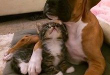 Bild von Lustige Geburtstagsbilder Hunden Kostenlos bilder fürs handy