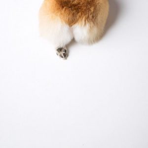 Lustige Geburtstagsbilder Hunden Kostenlos Herunterladen 300x300 - Gezeichnete Hunde Bilder