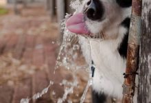 Bild von Lustige Geburtstagsbilder Mit Hunden bilder fürs handy