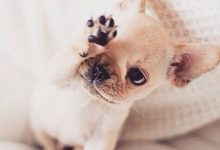 Bild von Lustige Geburtstagsbilder Mit Hunden Für Facebook bilder fürs handy