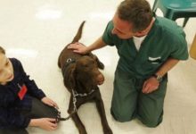 Bild von Lustige Geburtstagsbilder Mit Hunden Kostenlos bilder fürs handy