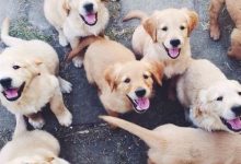 Bild von Lustige Geburtstagsbilder Mit Hunden Kostenlos Herunterladen bilder fürs handy