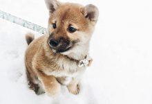 Bild von Lustige Hunde Bilder Für Facebook bilder fürs handy
