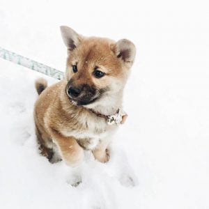 Lustige Hunde Bilder Für Facebook