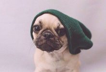 Bild von Lustige Hunde Bilder Für Whatsapp bilder fürs handy