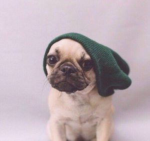 Lustige Hunde Bilder Für Whatsapp Bilder und Sprüche