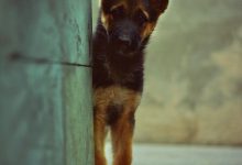 Bild von Lustige Hunde Bilder Kostenlos bilder fürs handy