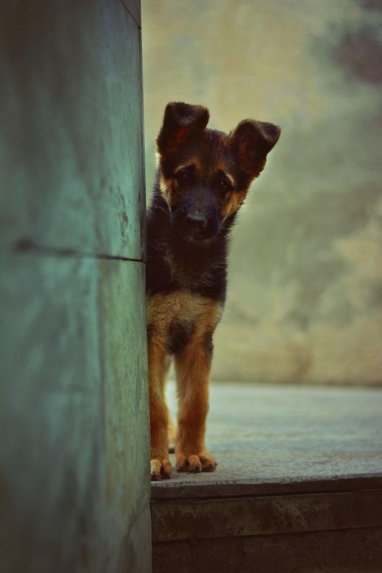 Lustige Hunde Bilder Kostenlos