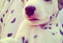 Bild von Lustige Hunde Bilder Kostenlos Für Facebook bilder fürs handy