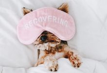 Bild von Lustige Hunde Bilder Kostenlos Herunterladen bilder fürs handy