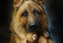 Bild von Lustige Hunde Bilder Kostenlos Kostenlos bilder fürs handy