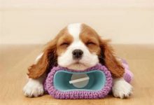 Bild von Lustige Hunde Bilder Kostenlos Kostenlos Herunterladen bilder fürs handy
