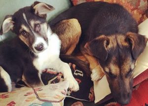 Lustige Hunde Bilder Mit Sprüchen Kostenlos 300x216 - Bilder Von Einem Hund Für Facebook