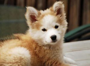 Lustige Hunde Bilder Mit Sprüchen Kostenlos Für Facebook 300x220 - Französischer Schäferhund Bilder Für Whatsapp
