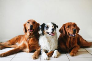 Lustige Hunde Bilder Mit Sprüchen Kostenlos Für Whatsapp 300x200 - Hunderasse Locken