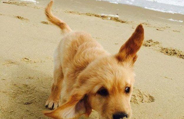 43+ Lustige hunde bilder mit spruechen kostenlos downloaden information
