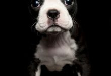 Bild von Lustige Hunde Bilder Mit Sprüchen bilder fürs handy