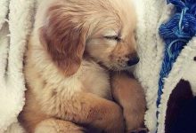 Bild von Lustige Hunde Bilder Mit Sprüchen Für Facebook bilder fürs handy