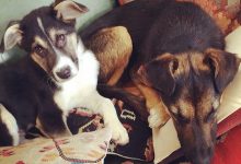 Bild von Lustige Hunde Bilder Mit Sprüchen Kostenlos bilder fürs handy