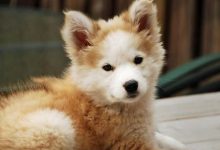 Bild von Lustige Hunde Bilder Mit Sprüchen Kostenlos Für Facebook bilder fürs handy
