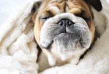 Bild von Lustige Hunde Bilder Mit Sprüchen Kostenlos Herunterladen bilder fürs handy