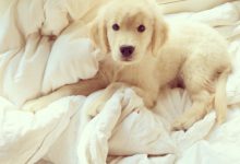 Bild von Lustige Hunde Bilder Mit Sprüchen Kostenlos Kostenlos bilder fürs handy