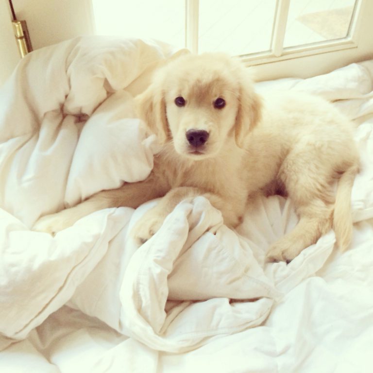 Lustige Hunde Bilder Mit Sprüchen Kostenlos Kostenlos
