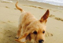 Bild von Lustige Hunde Bilder Mit Sprüchen Kostenlos Kostenlos Herunterladen bilder fürs handy