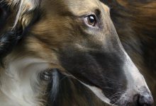 Bild von Lustige Hunde Bilder Mit Text Für Facebook bilder fürs handy